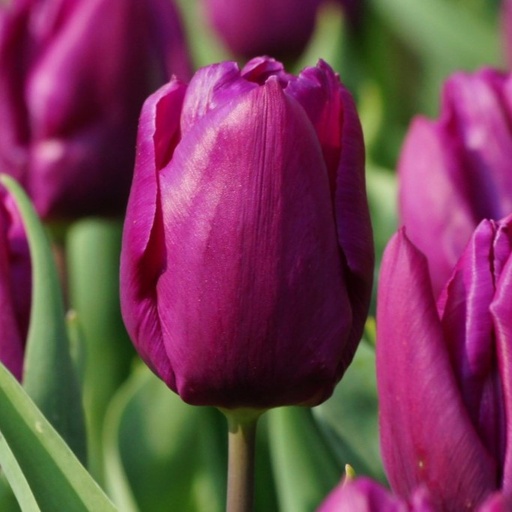 [A1088-7] Tulipa Purple Prince - BIO (7 Zwiebeln)
