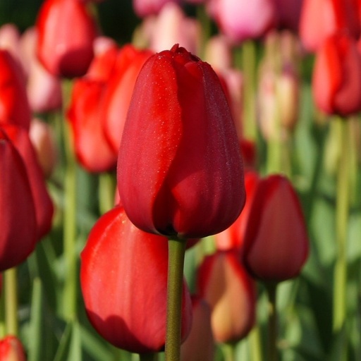 [A1014-7] Tulipa Red Impression - BIO (7 Zwiebeln)