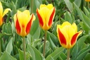 Tulipa Stresa - BIO