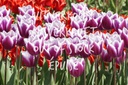 Tulipa Synaeda Blue - BIO