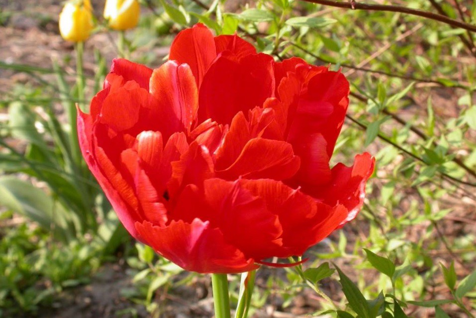 Tulipa Viking - BIO