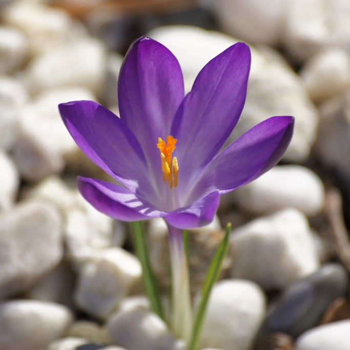 Krokus tommasinianus Ruby Giant - BIO