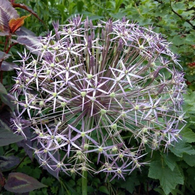 Allium Christophii - Sternkugellauch - BIO