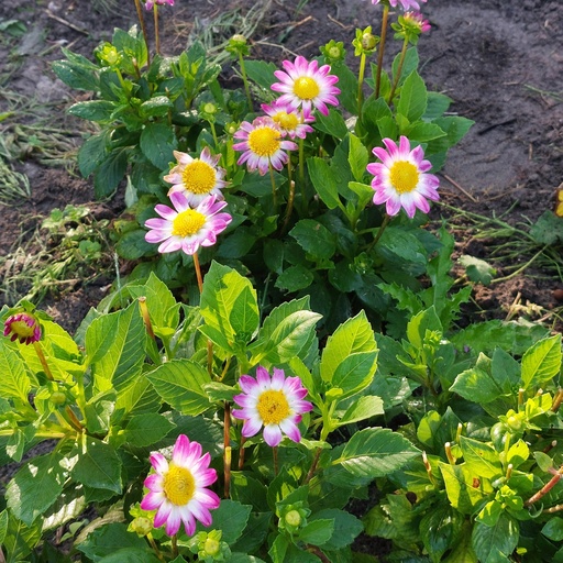 [B1033-1] Dahlia Sweetheart - BIO (1 Zwiebel)