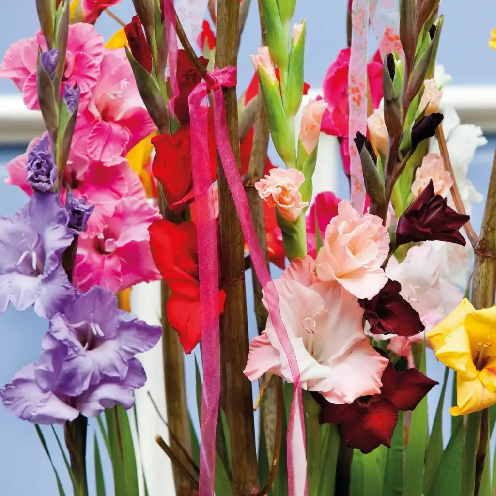 Gladiolus Mischung - BIO
