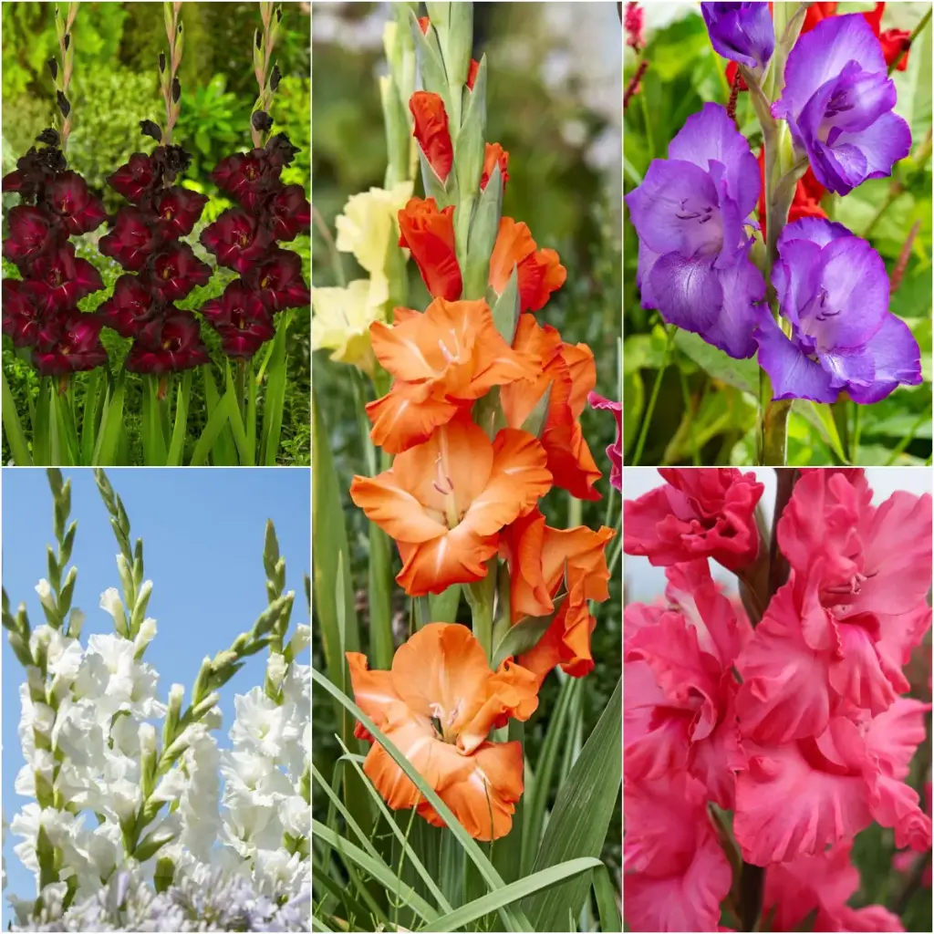 Gladiolus Mix - BIO