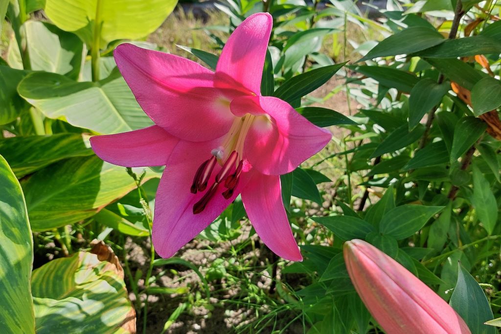 Lilium OT Robina - BIO