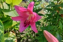 Lilium OT Robina - BIO