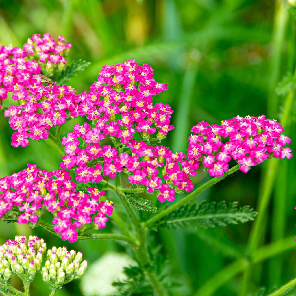 Schafgarbe - Achillea Millefolium Cassis - BIO