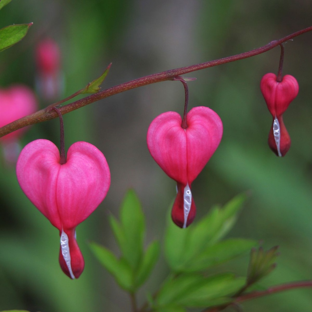 Tränendes Herz - Dicentra Spectabilis - BIO