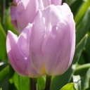 Tulipa Light Pink Prince - BIO