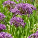 Allium Violet Beauty - Zierlauch - BIO