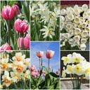 Pflückgarten Paket - BIO