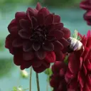 Dahlia Arabian Night - BIO