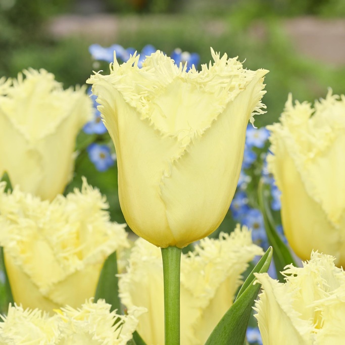 Tulipa Rebellious Yellow - BIO
