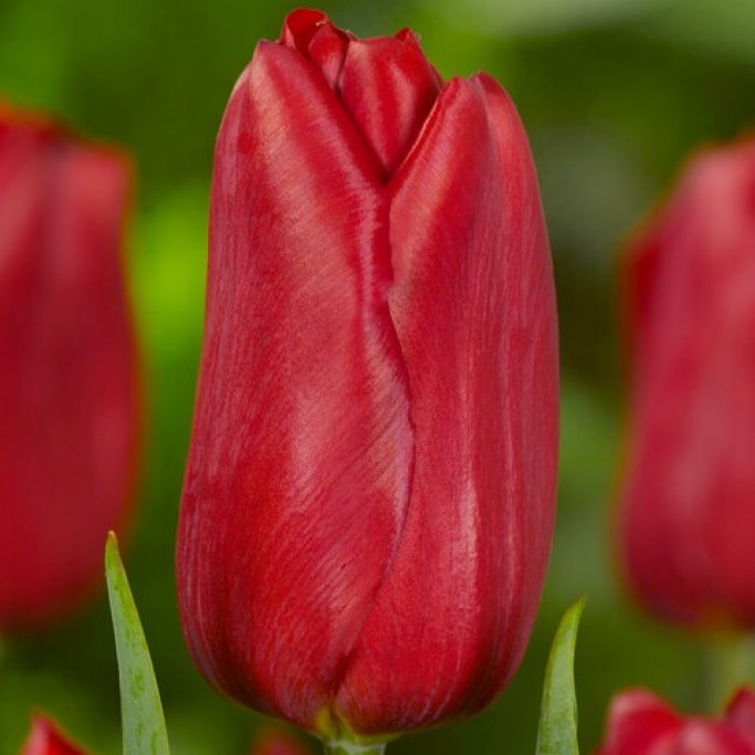 Tulipa Strong Love - BIO