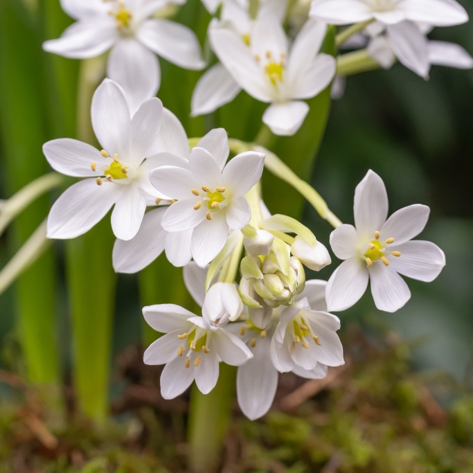 Stern von Bethlehem - Ornithogalum White Trophy - BIO