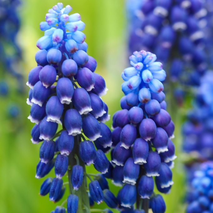 Traubenhyazinthe - Muscari Joyce Spirit - BIO
