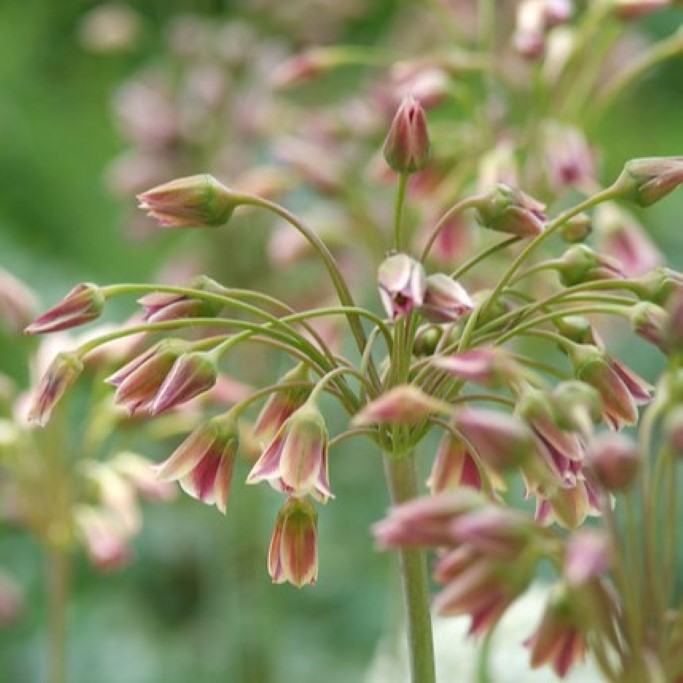 Allium Siculum - Sizilianischer Honiglauch - BIO