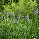 Blaue Prärielilie - Camassia Leichtlinii Caerulea - BIO