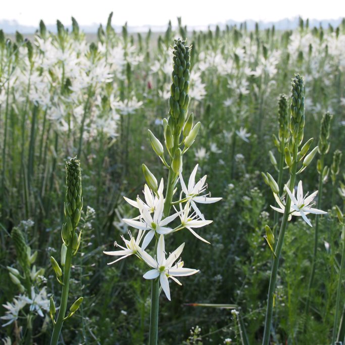 Weiße Prärielilie - Camassia Leichtlinii Sacajawea - BIO