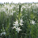 Weiße Prärielilie - Camassia Leichtlinii Sacajawea - BIO