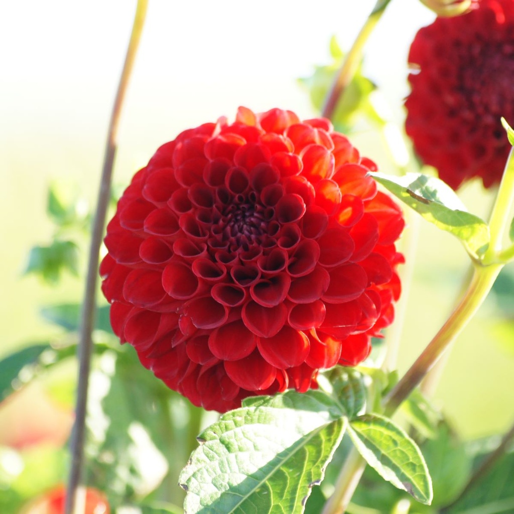 Dahlie Nescio  - BIO