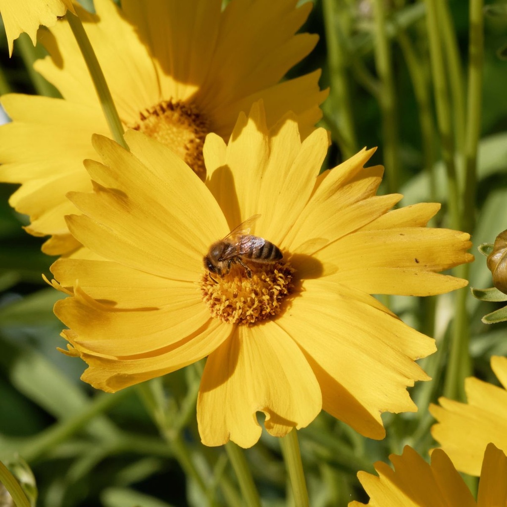 Coreopsis Grandiflora - BIO