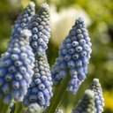 Traubenhyazinthe - Muscari Early Bird - BIO