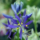 Camassia Quamash - Prärielilie - BIO