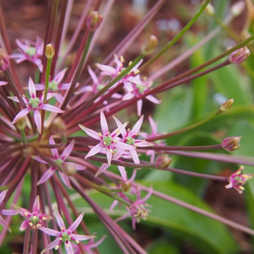 [A9048-3] Allium Schubertii - Zierlauch - BIO (3 Zwiebel)