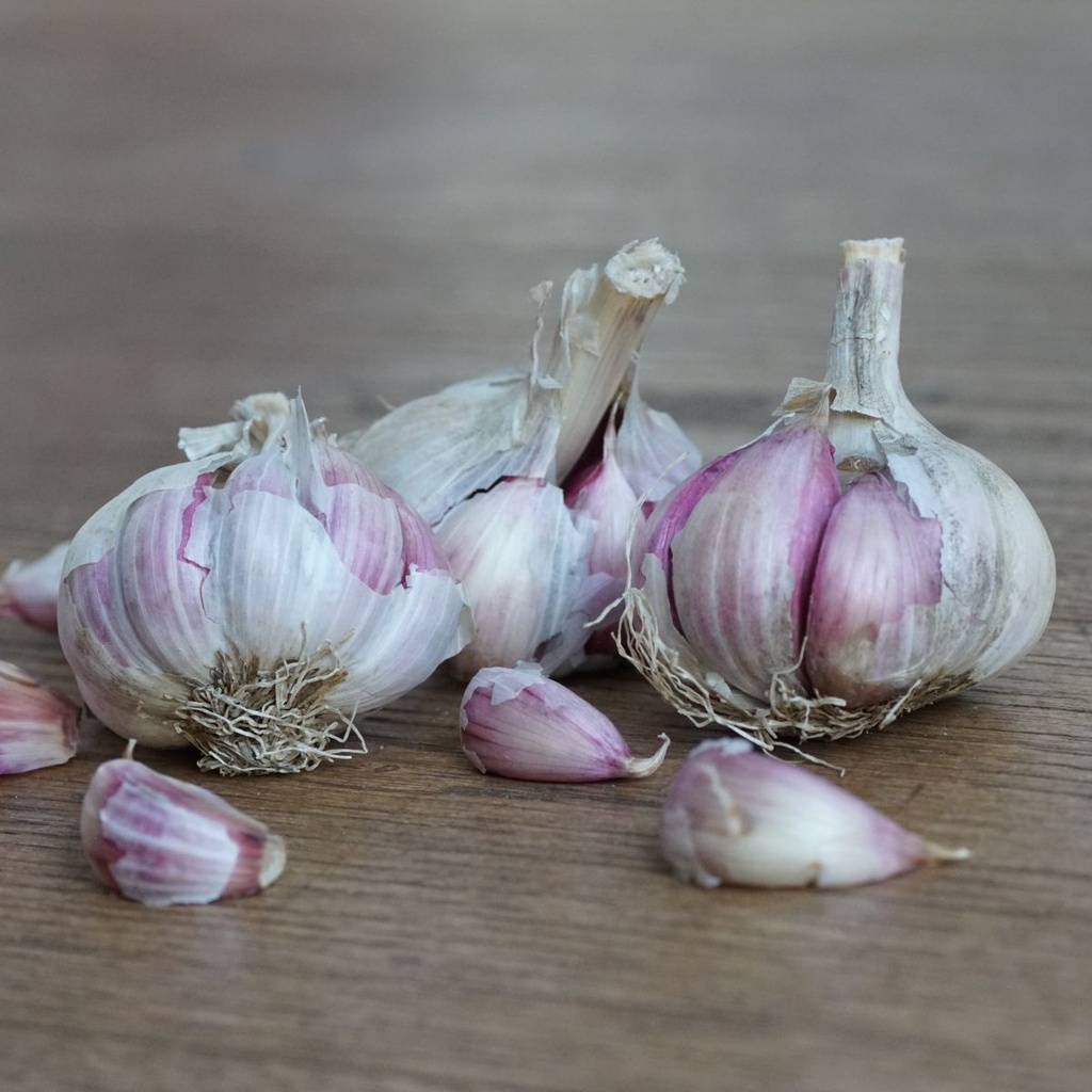 Knoblauch Morado - BIO 