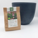 Dahlie Sweetheart- BIO mit Artstone Topf