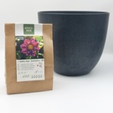 Dahlie Fantastico - BIO mit Artstone Topf