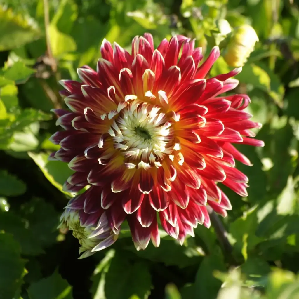 Dahlia Akita - ORG