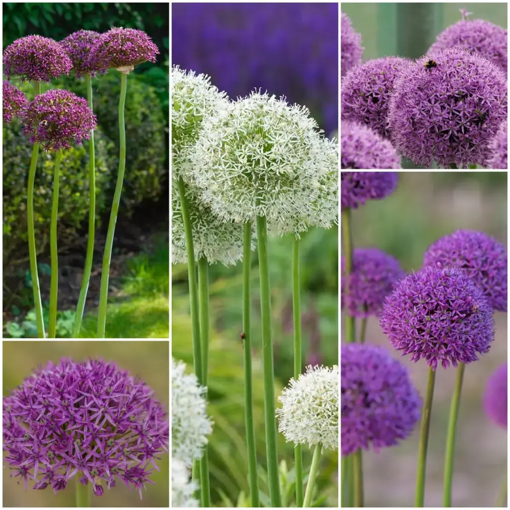 Höher Zierlauch (Allium) Kollektion - BIO