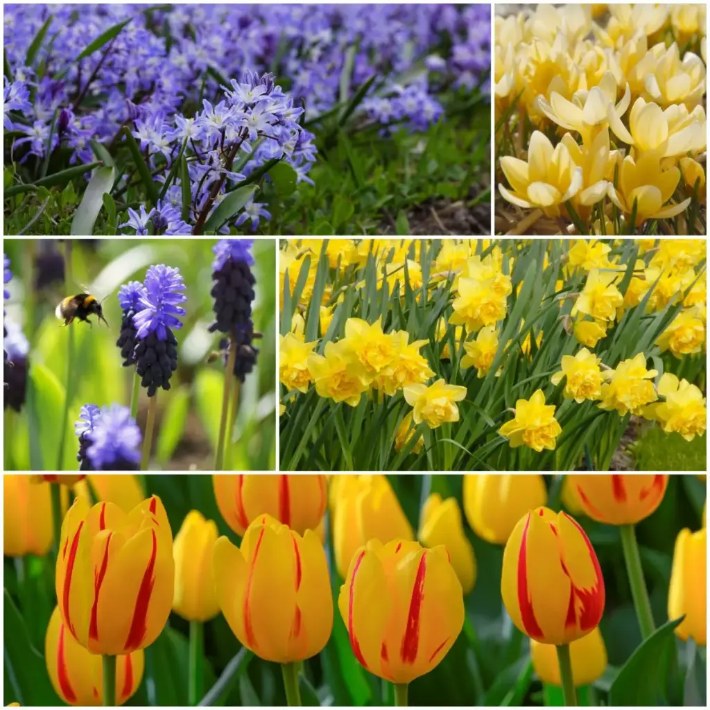 Lasagne mit bunten Frühlingsblumen – BIO