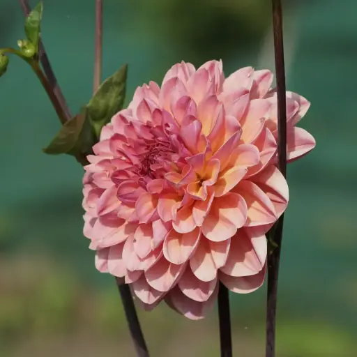 [B1065-1] Dahlia Phyllis Farmer - BIO (1 Zwiebel)