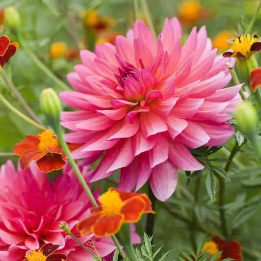 [B1065-1] Dahlia Phyllis Farmer - BIO (1 Zwiebel)