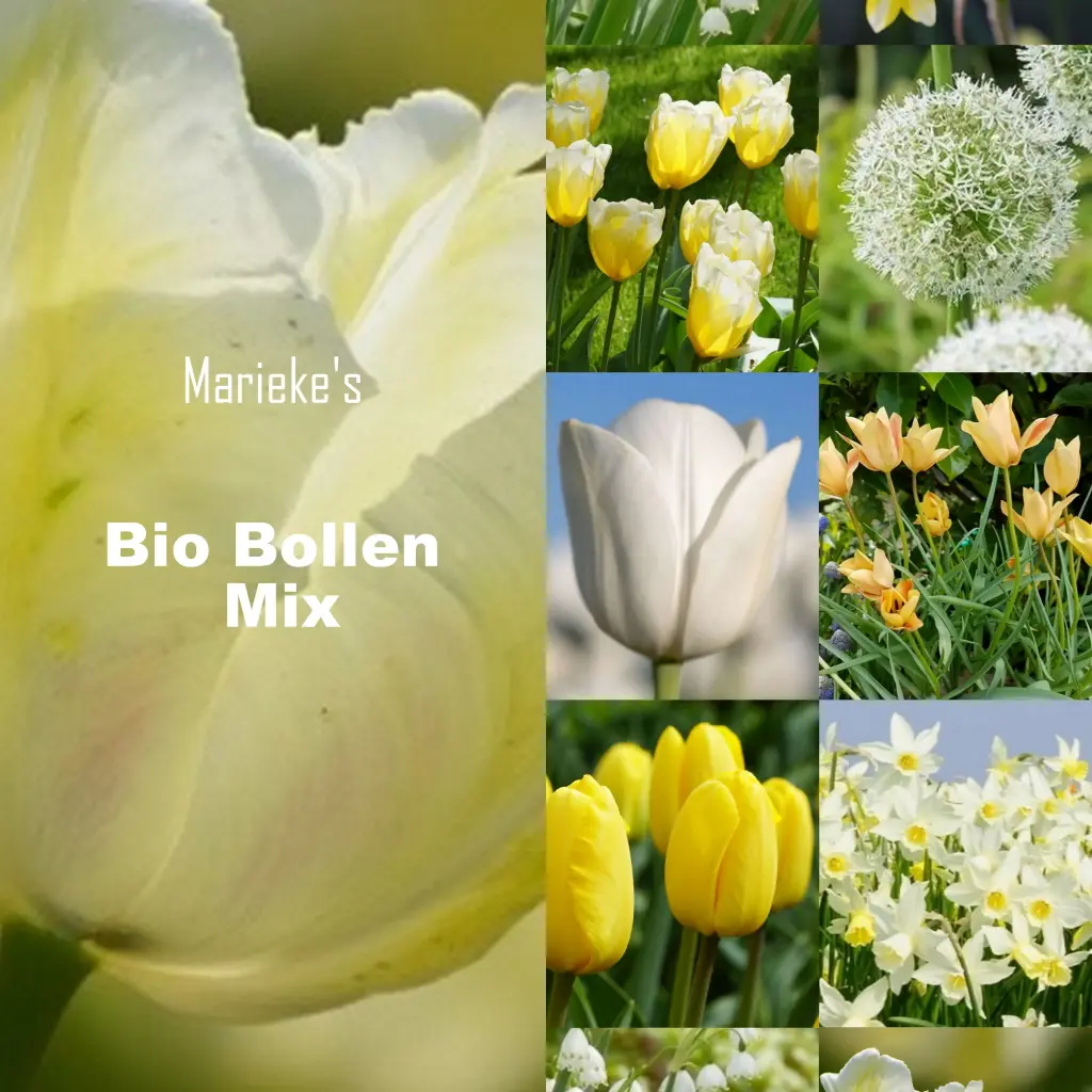 Marieke's Bioblumenzwiebel mix gelb/weiß 2 m2 - BIO 