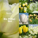 Marieke's Bioblumenzwiebel mix gelb/weiß 2 m2 - BIO 