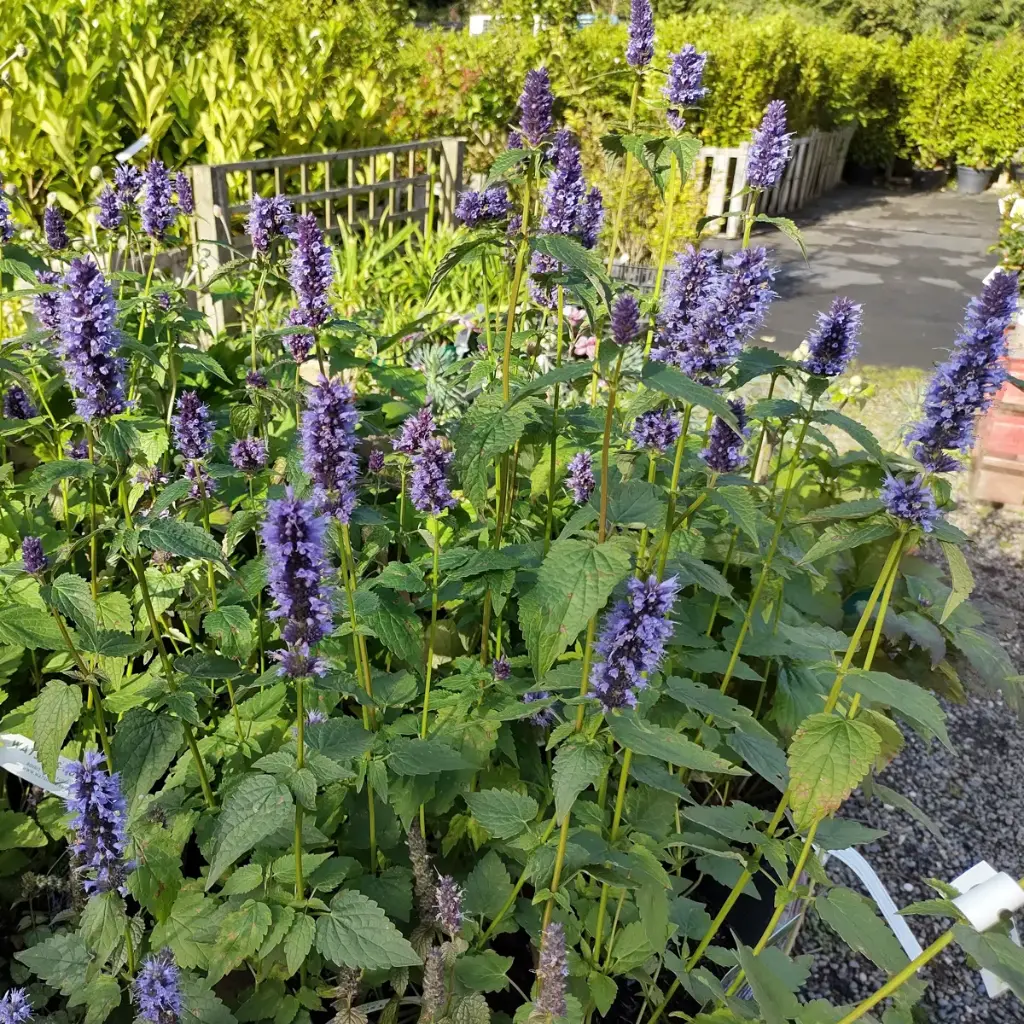 Duftnesseln - Agastache Black Adder - BIO