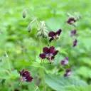 Braune Storchschnabel - Geranium phaeum - BIO