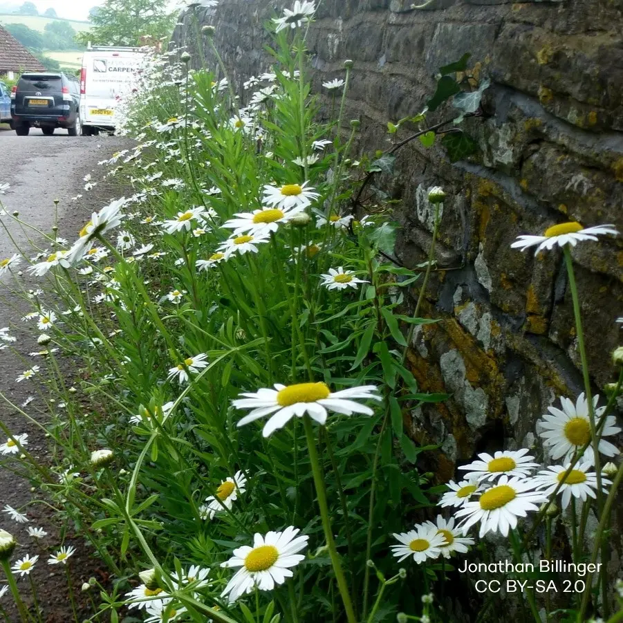 Leucanthemum Vulgare - Wiesen Margerite - BIO