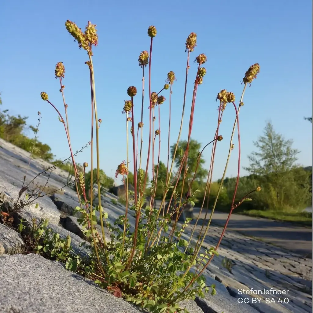 Pimpinelle - Sanguisorba minor - BIO