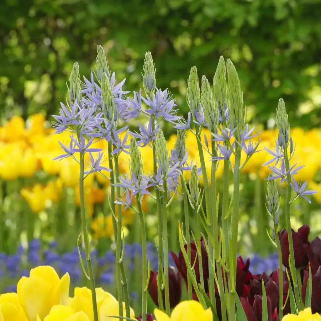 Prärielilie - Camassia Cusickii - BIO