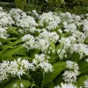 Allium ursinum - Daslook - BIO