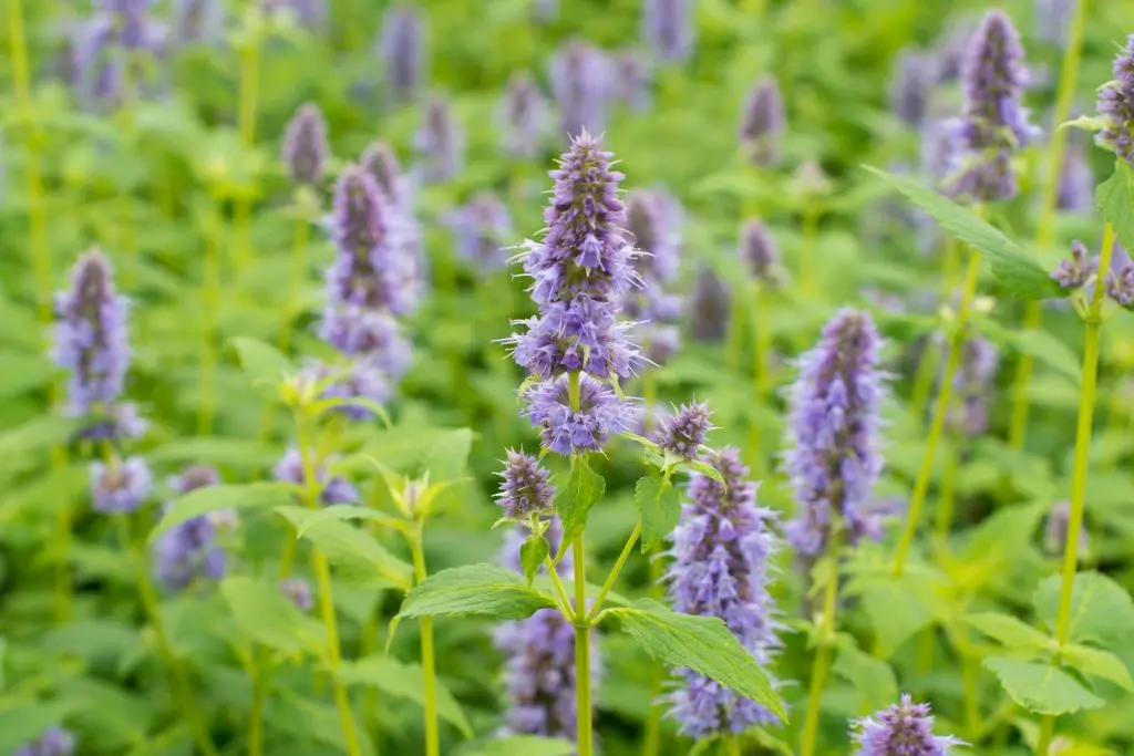Duftnesseln - Agastache Blue Fortune - P9 - BIO