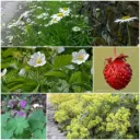 Fliesenentferner Gartenbeet-Set Halbschatten 1 m² – BIO