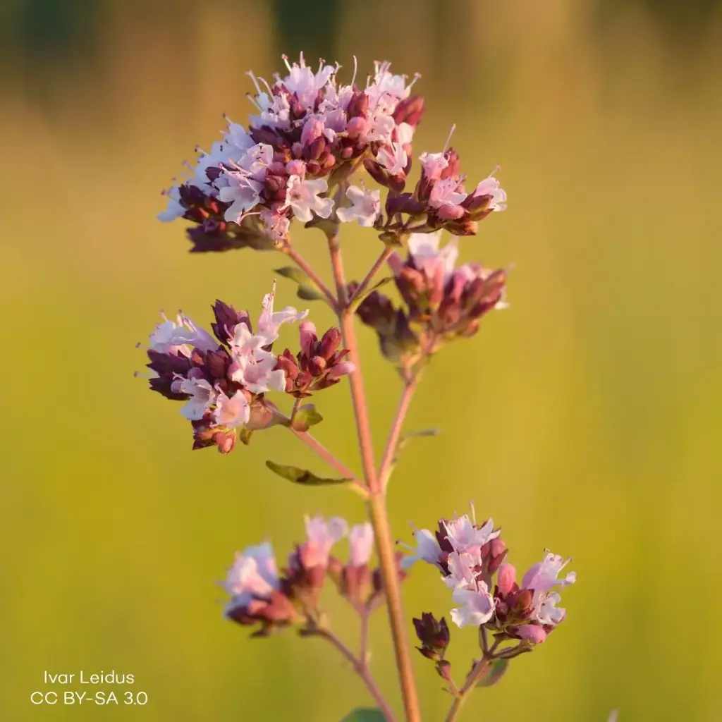 Origanum vulg. 'Compactum' P9 - ORG